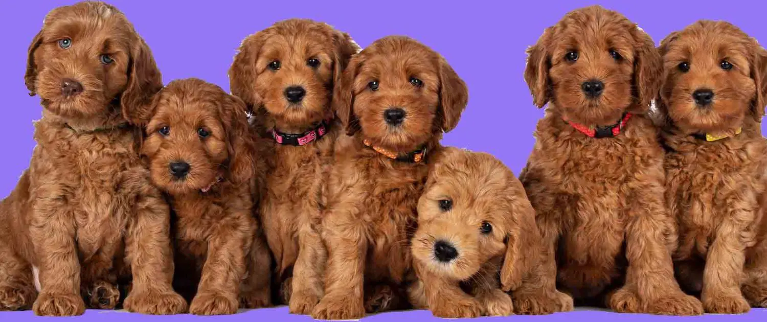 golden-doodle-puppies-for-sale