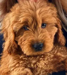 Golden doodle breeders best toys for golden doodle puppies