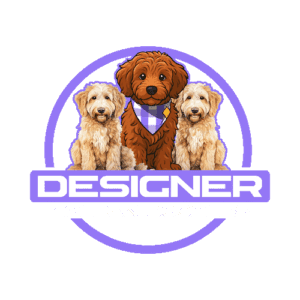Designer Mini Golden Doodle Puppies for sale