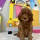 mini golden doodle puppy