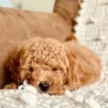 mini golden doodles near me