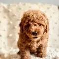 mini golden doodle for sale