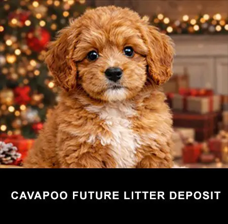 Cavapoo puppy for sale