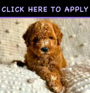 puppy finance company puppy financing company