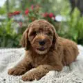 mini goldendoodle puppies for sale