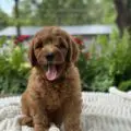 mini goldendoodle puppies