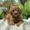 mini doodle puppies near me