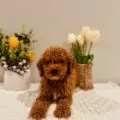 mini golden doodle puppies