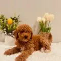 mini doodle puppies for sale in florida