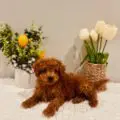 mini goldendoodles near me