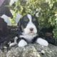 mini bernedoodle for sale