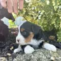mini bernedoodle for sale