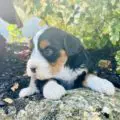 mini bernedoodles near me