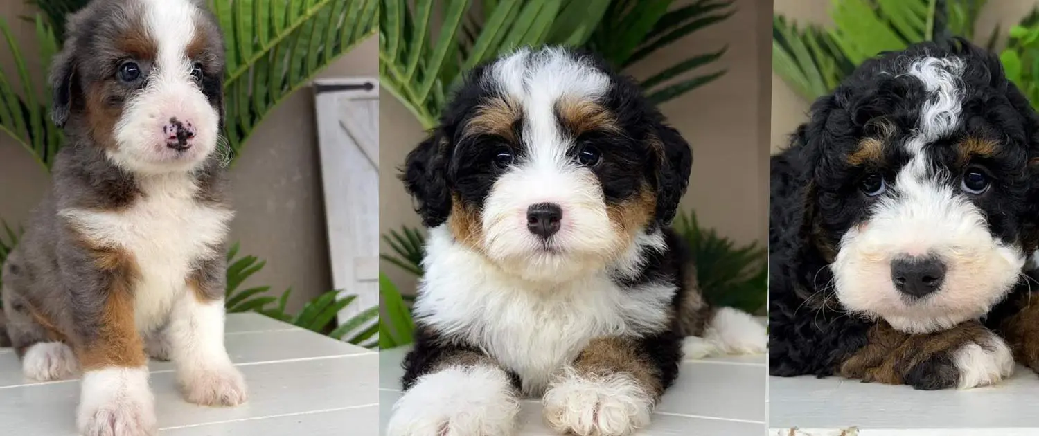 mini-bernedoodle-for-sale-1 mini bernedoodle for sale