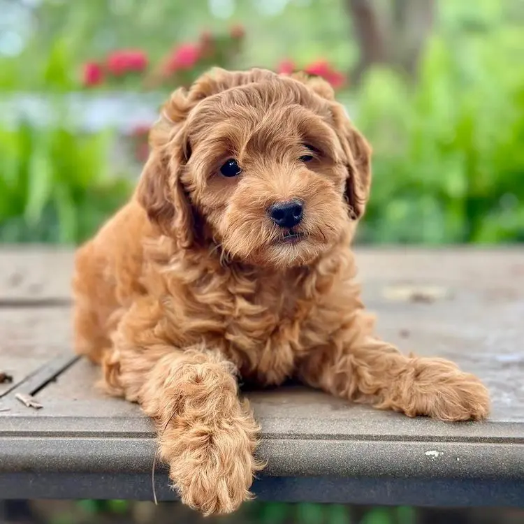 Mini goldendoodle breeder Lutz Florida - Designer Mini Doodles lifetime support