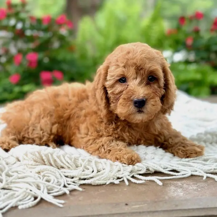 Mini vs micro goldendoodle Lutz FL - size comparison Designer Mini Doodles