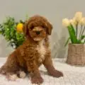 mini golden doodle puppies in miami