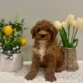 mini golden doodle puppies Orlando