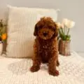mini goldendoodle puppies