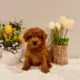 mini goldendoodle puppies for sale