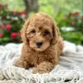 mini goldendoolde puppies virginia