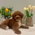 mini golden doodle puppies