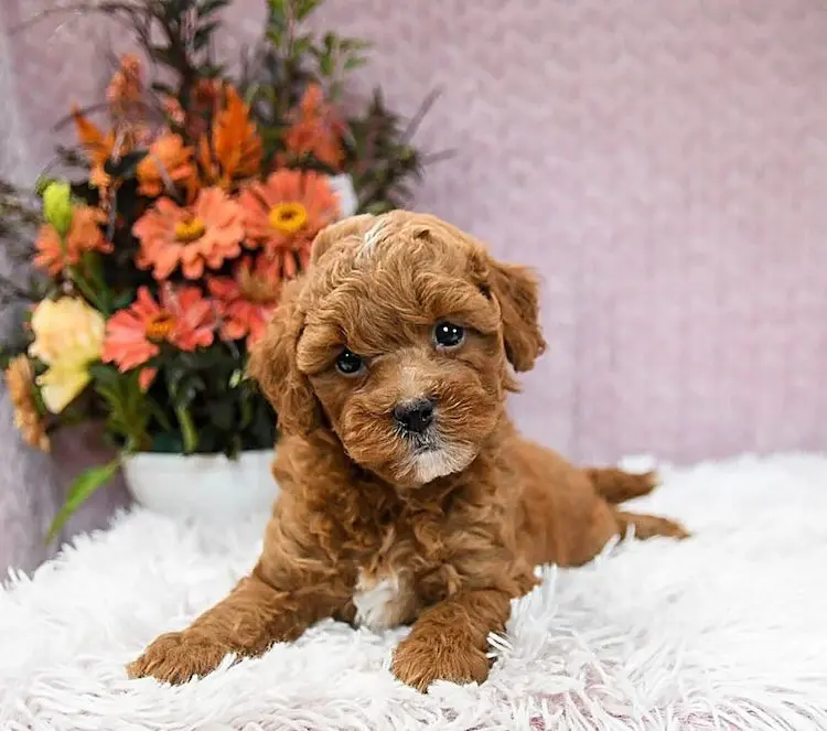 Mini goldendoodle puppies Lutz Florida - home-raised ENS-raised DNA health-clear litter