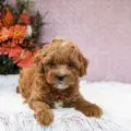micro mini goldendoodle