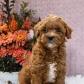 micro mini goldendoodle puppies