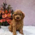 mini goldendoodle puppies