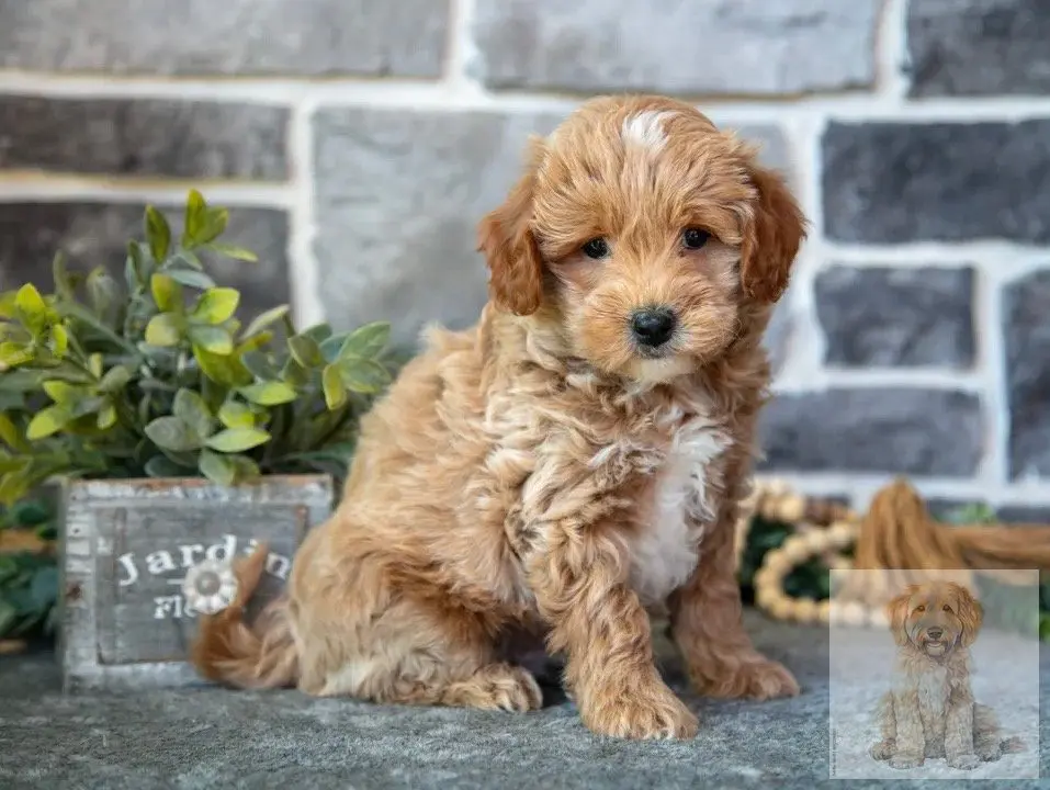 DNA health-clear goldendoodle Lutz FL - genetic testing ENS Designer Mini Doodles