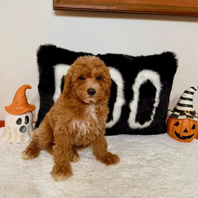 Designer Mini Doodles Lutz FL - DNA health-clear mini goldendoodle breeders USA
