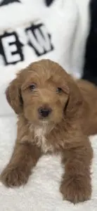 mico mini golden doodle for sale