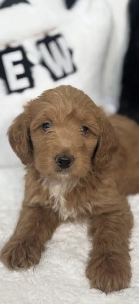 mico mini golden doodle for sale
