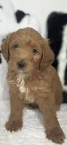 micro goldendoodle puppies