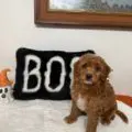 minature golden doodle breeders