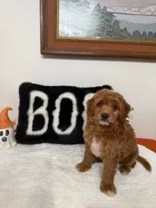 minature golden doodle breeders
