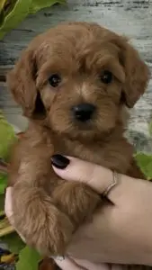micro mini golden doodle puppies