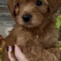 mini goldendoodle puppies near me