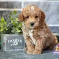 micro mini golden doodles near me