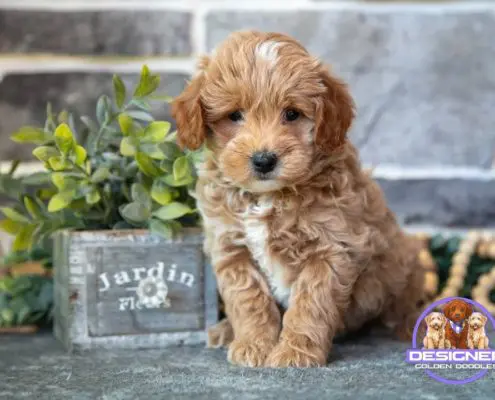 Golden doodle breeders Golden doodle puppies for sale