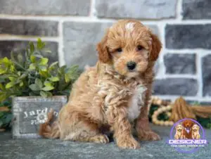micro goldendoodle for sale