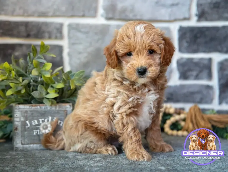 Micro goldendoodle Nashville TN – compact teddy bear doodle from Designer Mini Doodles