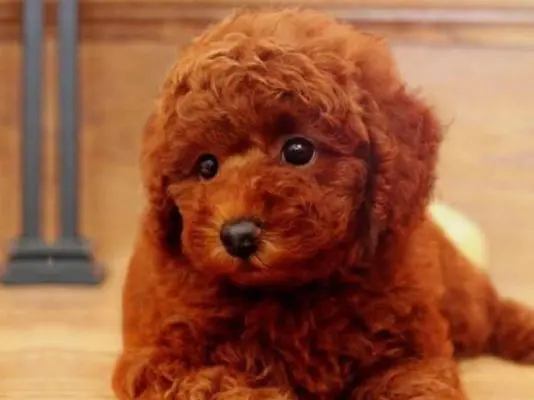 happy AKC toy poodle puppy