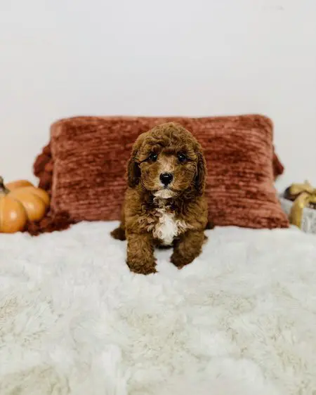Adorable goldendoodle puppy Lutz - Designer Mini Doodles