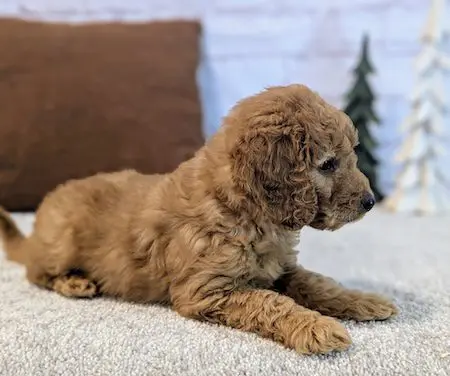 Best goldendoodle breeder Lutz Florida Designer Mini Doodles USA #1