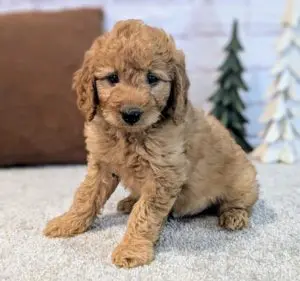 mini golden doodle puppies