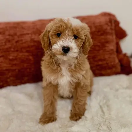 Happy toy golden doodle puppy looking at camera