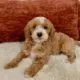 mini golden doodle puppies near me