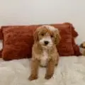 minature goldendoodle puppies